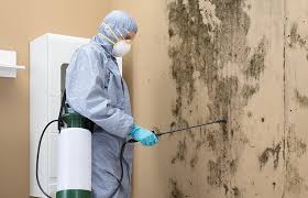 Why You Should Choose Our Mold Remediation Services in Alliance, NC